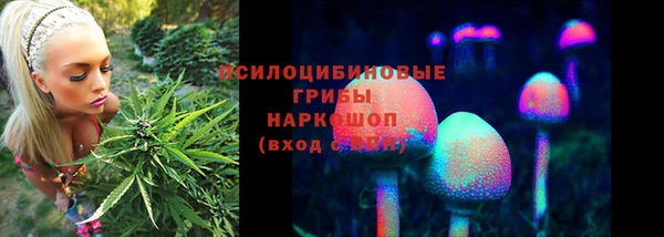 прущие грибы Абаза