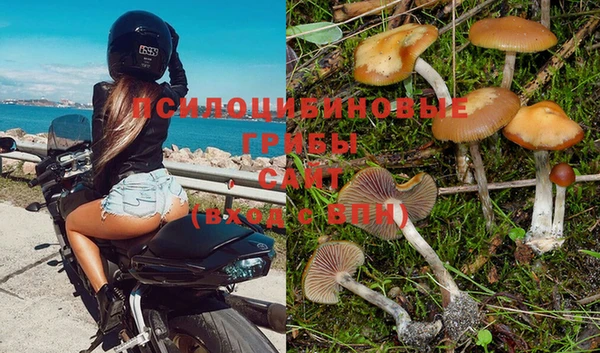 прущие грибы Абаза